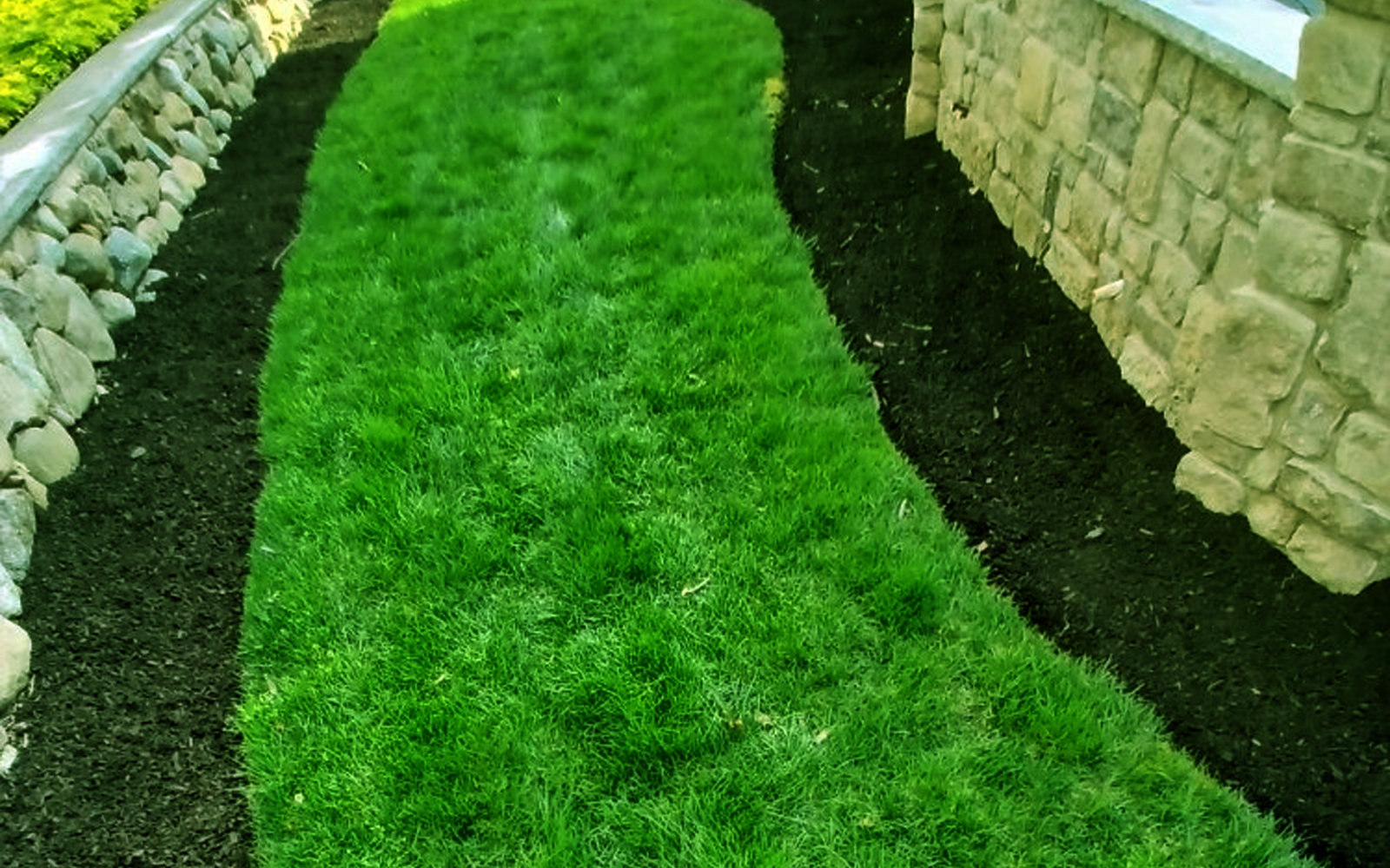 Tree canopy background