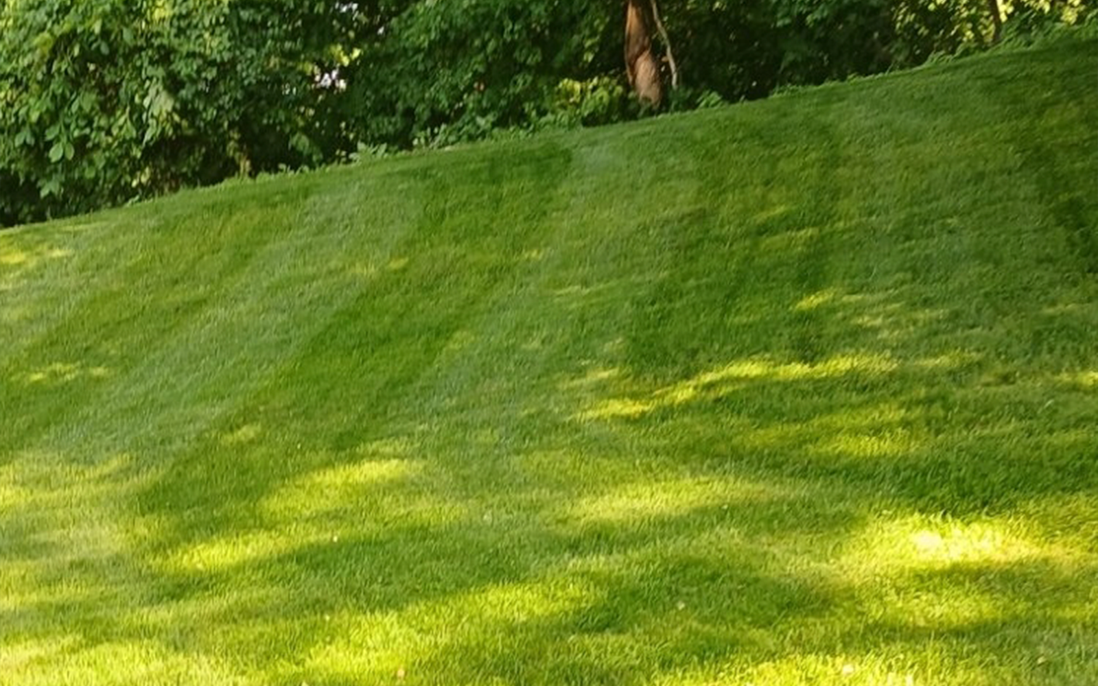 Lawn Maintenance & Design