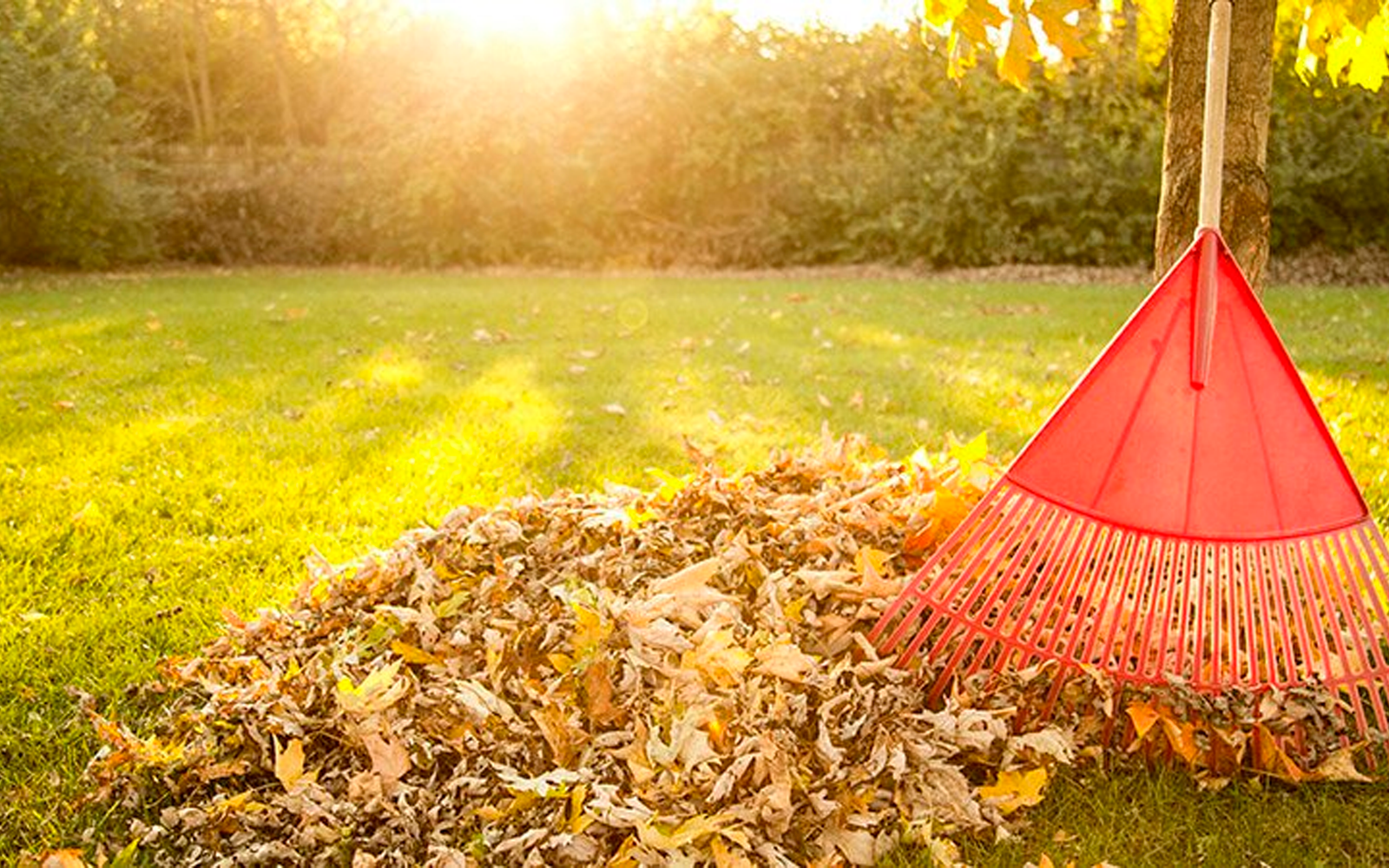 Spring / Fall Clean Up